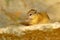 Tree Squirrel, Paraxerus cepapi chobiensis, eating nut, detail of exotic African little mammal with red eye in the nature habitat,