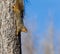 Tree squirrel Sciuridae walikng head first down a pine tree trunk.