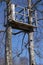Tree stand in birch trees