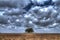 Tree Standing in the middle of a field in front of winter cloudy sky