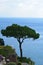 Tree Standing On the Sea Cliffs Over Positano