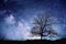 Tree standing silhouetted against the Milky Way