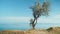 A tree stands on a cliff by the sea