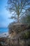 tree stands at the edge of a cliff at the Baltic Sea