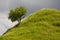 Tree on steep hillside