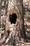 Tree stock photos. Tree with Pileated Woodpecker Hole Stock Photos, Images, Pictures with a forest background. Holes In The Trunk