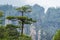 Tree on a stone pillar in Tianzi mountains