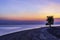 A tree stood alone on the beach