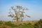 Tree with storks in Serengeti national park, Tanzania