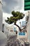 Tree in street in Greek island Mykonos