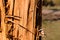 Tree stripped of bark and beautiful texture, background.Wooden texture. Natural wood structure in nature. Tree trunk