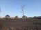 Tree Stripped of Leaves by Fire Against Bright Blue Sky