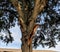 Tree struck by lightning with missing branch