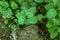 Tree stub with burl among plants in forest wood. Top view of nature background. Dry cracked core and bark comparing with fresh