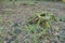 Tree stump in autumn forest