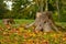 Tree stump autumn nature landscape