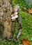 A tree stump with Bear Lentinus fungus deep in a verdant forest of western Maryland