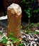 Tree stump Beaver in Forest Wood