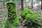 Tree Stump and Boulders Covered with Moss