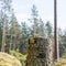 Tree stump in a bright coniferous forest