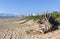 Tree Stump Driftwood with Durban Beachfront in Background