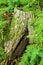 Tree Stump and Eagle Ferns