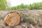 Tree stump on felled forest.