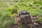 Tree stump of a felled pine in a nature reserve