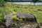 Tree stump of a felled pine in a nature reserve