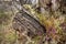 Tree stump with flowers, Victorian Alps, Australia