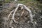 Tree stump, forest calamity, Stolica mountains, Slovakia