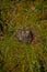 The tree stump in the forest is overgrown with green moss on a sunny autumn day with cranberry bushes next to it