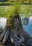 Tree stump in the forest by water. Cut out tree snag. Mossy tree roots. Old tree stub covered by green plants