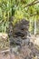Tree stump formed by lava