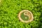 Tree stump on the grass with ying yang symbol