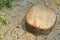 Tree stump on the green grass