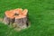Tree stump and green grass field manage