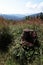 Tree stump hidden in high grass on ridge of Javorniky mountains, boundary between Slovakia and Czech Republic.