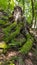 Tree stump with huge mossy roots on a forest slope, Saxony, Germany