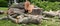 Tree stump and large portions of stump in a pile on a lawn