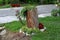 Tree stump left as garden decoration used as flower pot surrounded with flowers and small plants in family house front yard