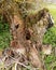 Tree stump , nr. Crookham Northumerland, England. UK