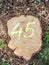 Tree stump number 45 in a forest