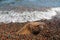 Tree stump on a pebble seashore with the waves splashing on the coast