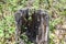 Tree Stump, Rotted, Vegetation, Blurred Background, Outside