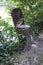 Tree stump sawed in a chain in forest