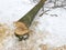 Tree stump sawed. Fallen tree trunks in bad weather and strong wind