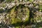 Tree stump, sawed off tree with moss covered and overgrows