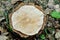 Tree stump, sawed wood, rings on the saw cut of the tree