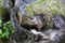 Tree stump, sawn tree covered with moss, overgrown